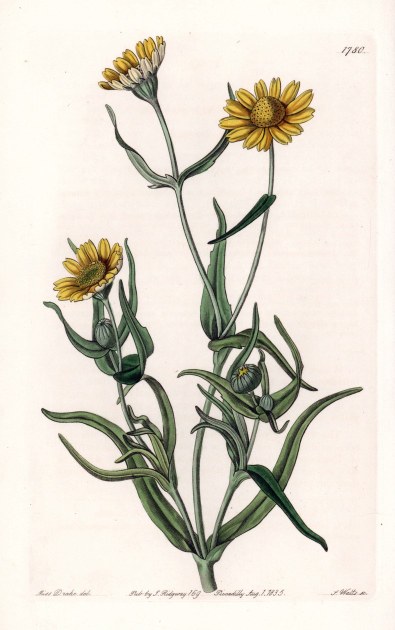Marguerite variété "or", endémique de Californie - Gravure par S. Watts d