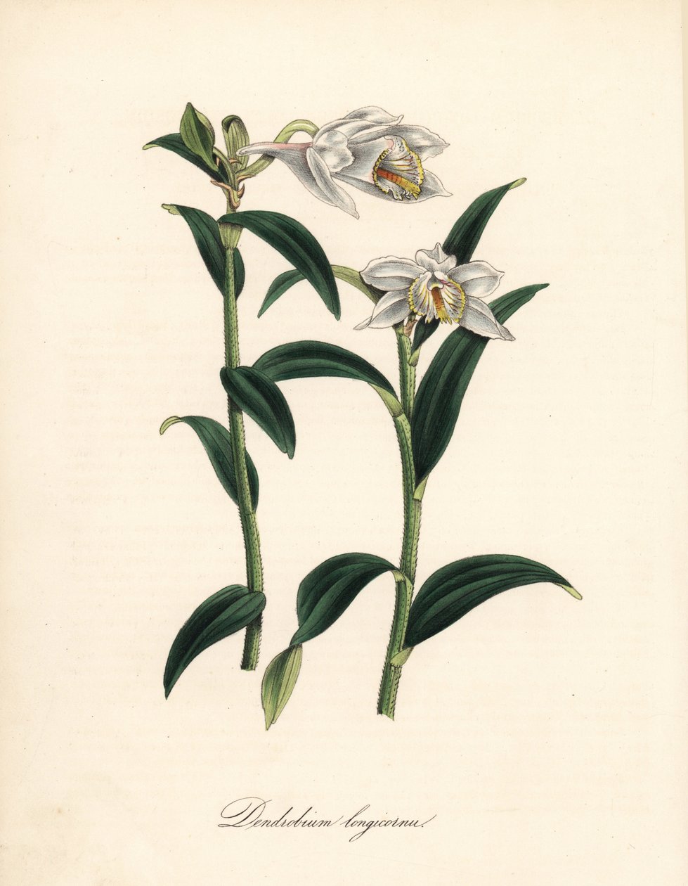 Dendrobium variété - Orchidée dendrobium à longues cornes, Dendrobium longicornu. Copié du "Botanical Register" de Sydenham Edwards. Zincographie en couleur par C. Chabot dessinée par Miss M. A. Burnett de son "Plantae Utiliores: ou Illustrations de plante - Sydenham Teast Edwards