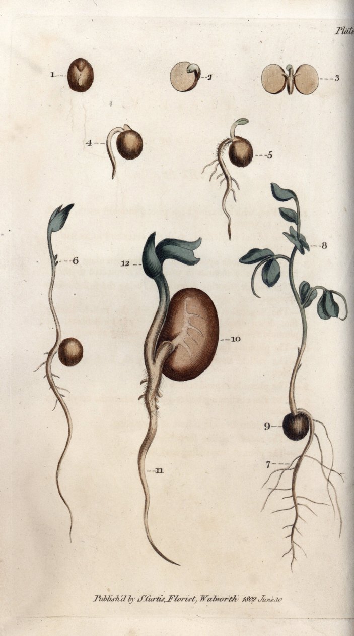 Différentes étapes de germination des graines de pois et de haricot commun - Sydenham Teast Edwards