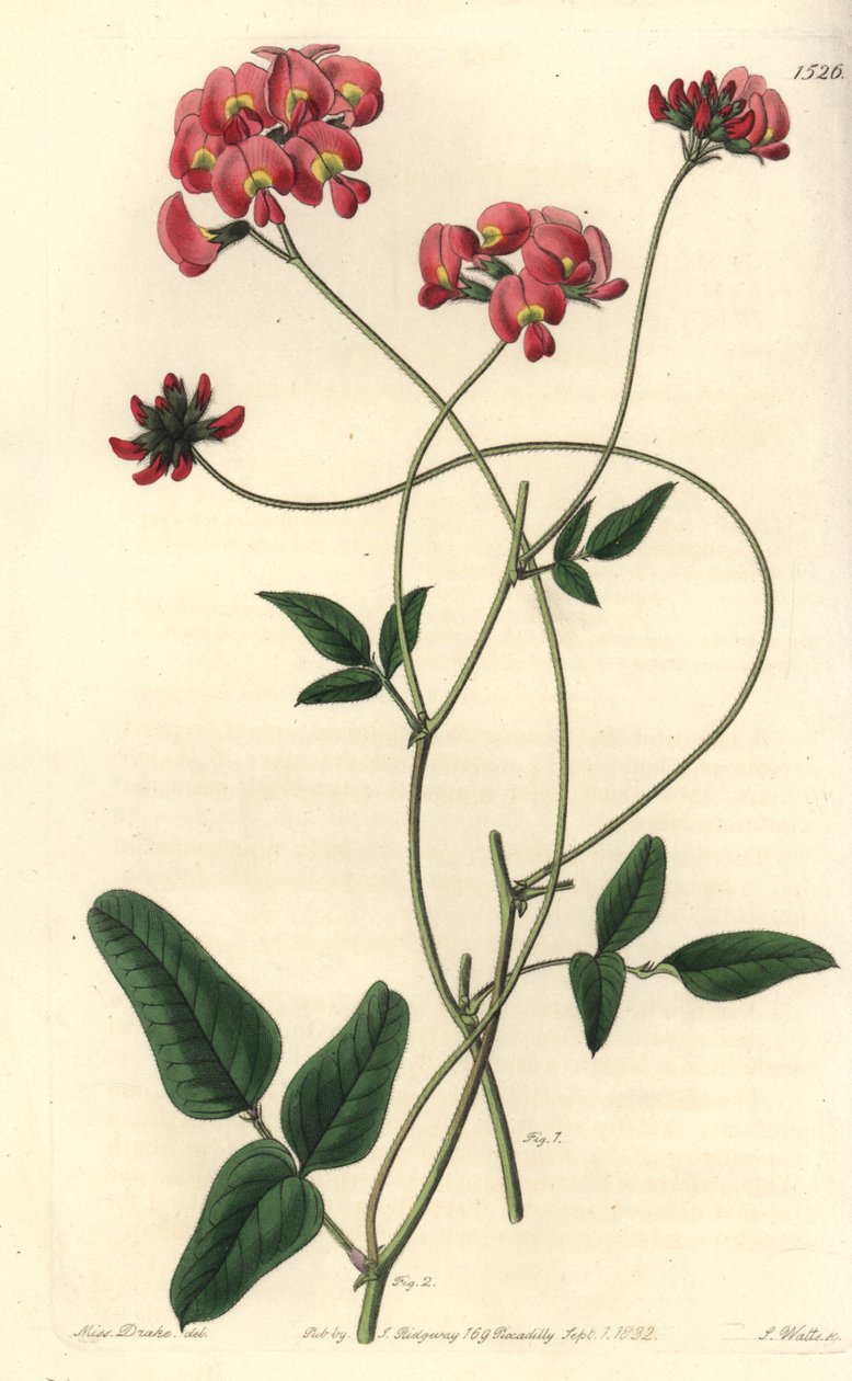 Kennedya dilatée, Kennedya dilatata. Gravure sur cuivre coloriée à la main par S. Watts d