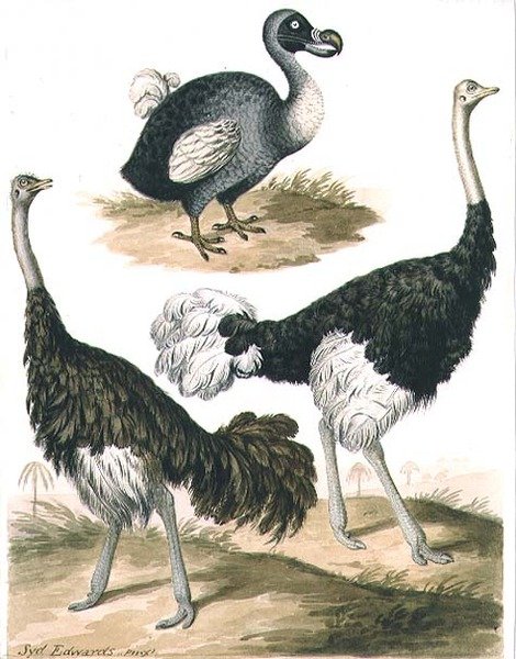 Estampe Ancienne Oiseau Dodo Autruche Gallines Ornithologie Milieu 1800 - Occasion