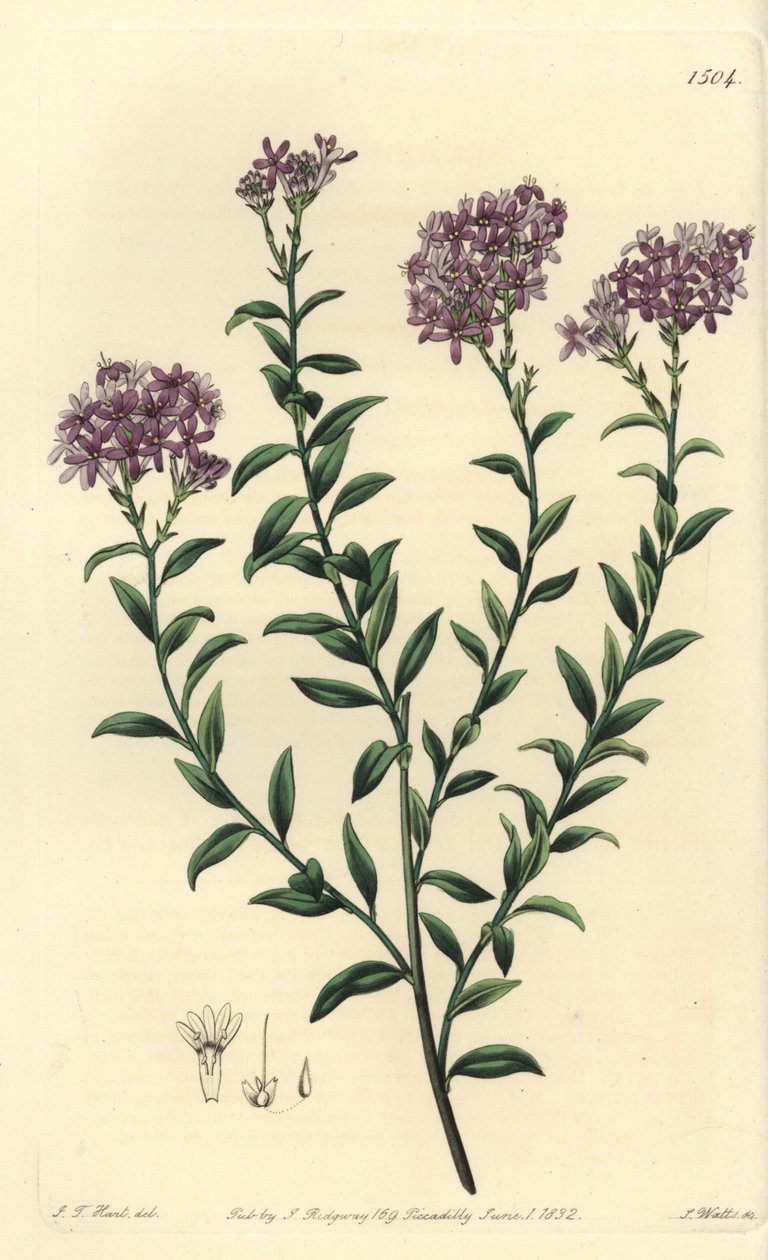 Sélago du Dr. Gill - Sydenham Teast Edwards
