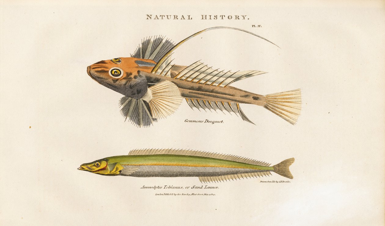 Dragonet et Sand Lance - Sydenham Teast Edwards