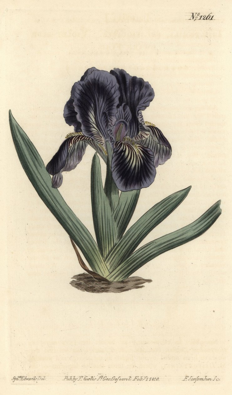 Iris nain - Iris x binata (Iris nain violet-bleu, Iris pumila var. violacea). Gravure à la main par F. Sansom Jr. d
