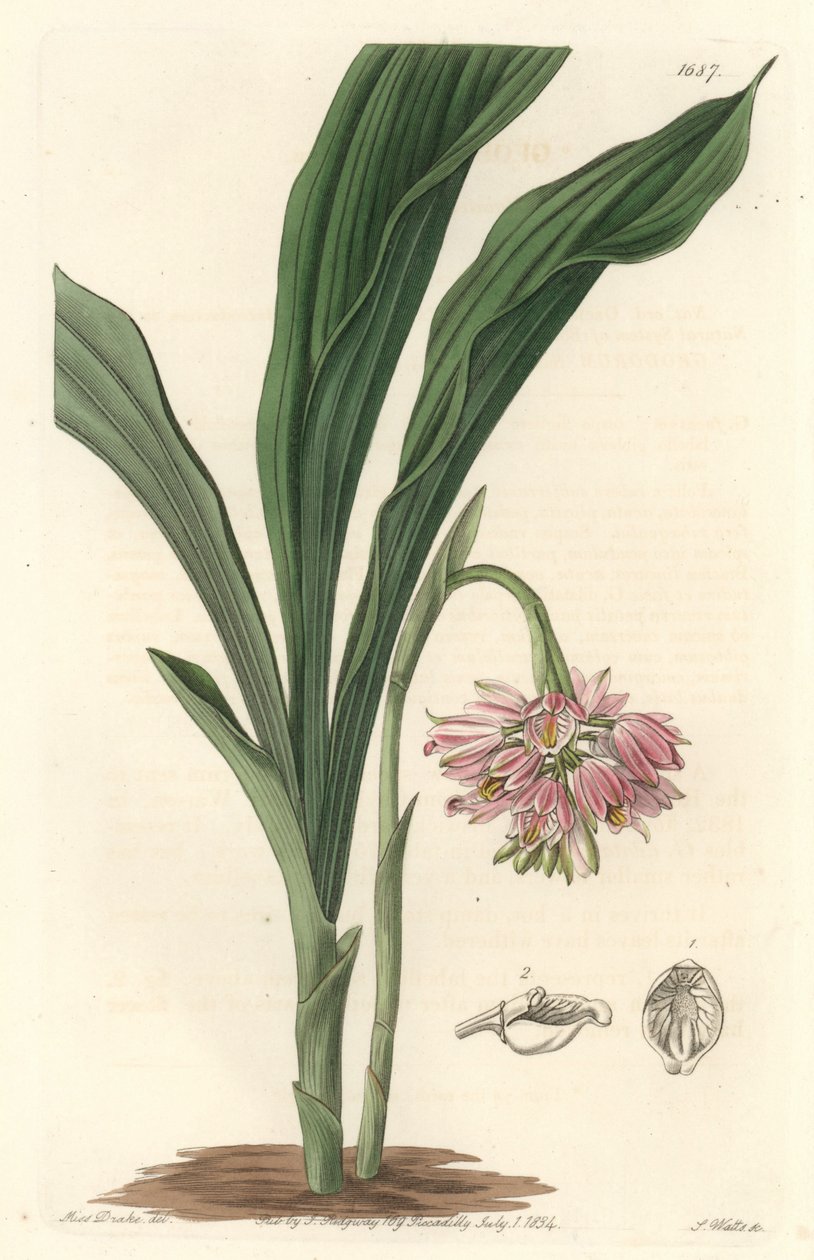 Orchidée terrestre, originaire du Sri Lanka - du Botanical Register - Sydenham Teast Edwards