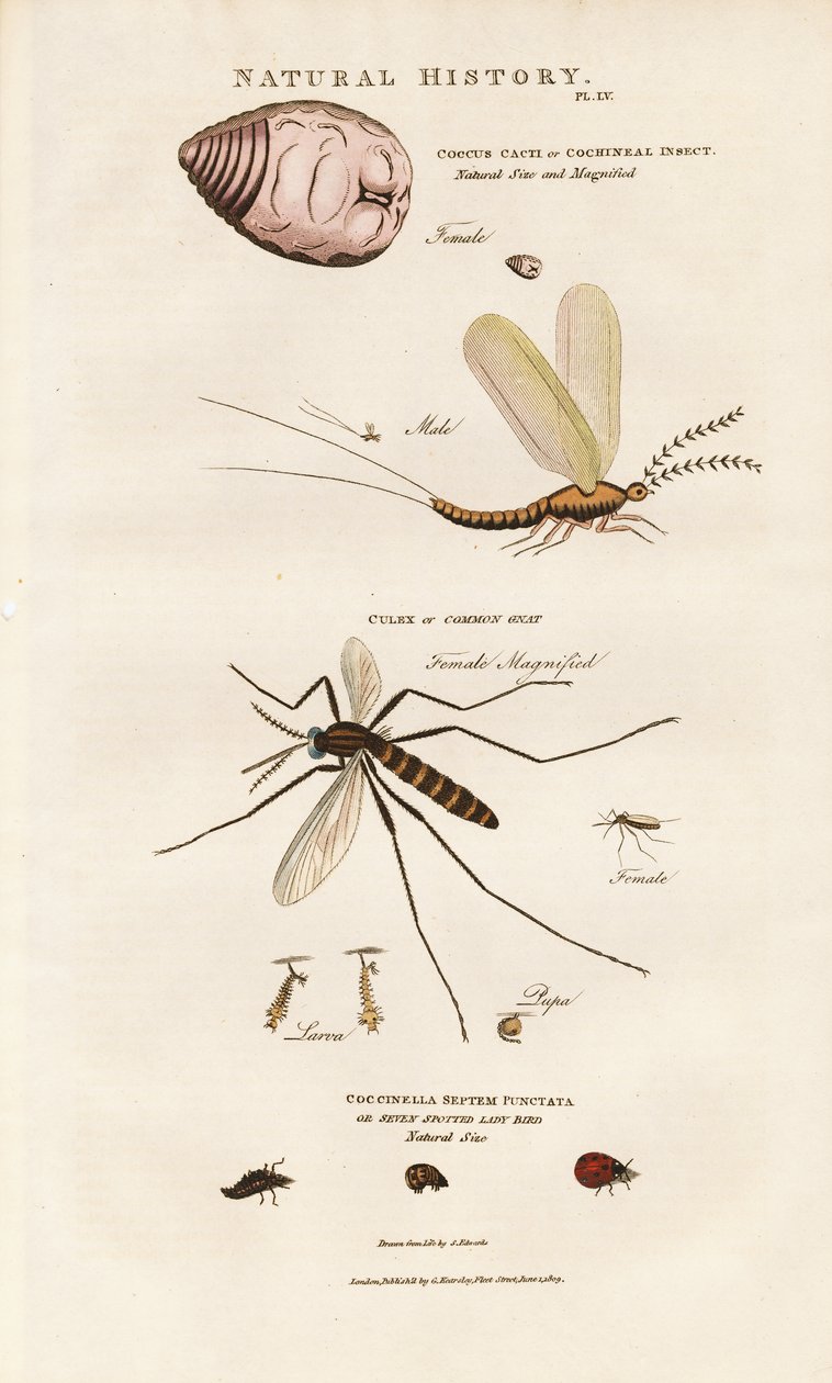 Insectes d