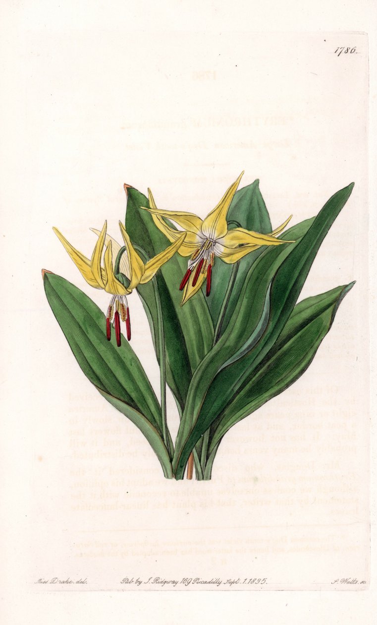 Erythrone à grandes fleurs, originaire d