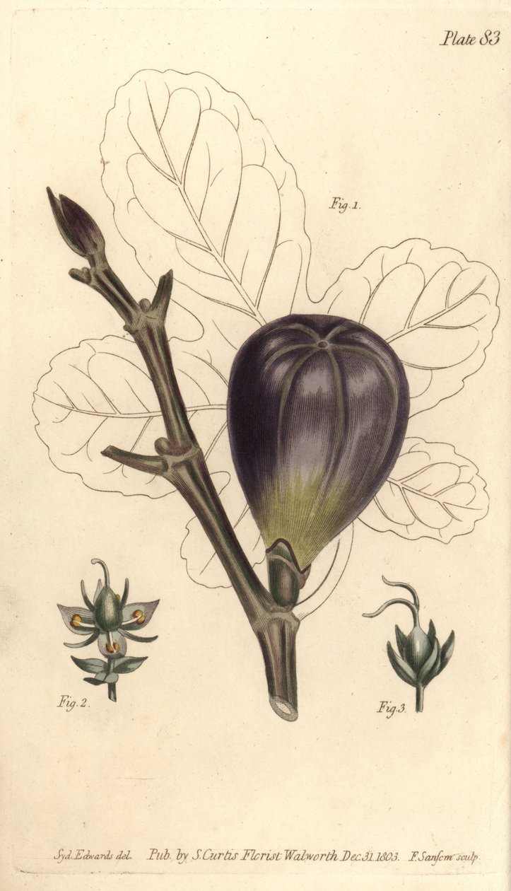 Figuier, Ficus carica (illustration de Sydenham Edwards, gravure de F. Sansom) - Sydenham Teast Edwards