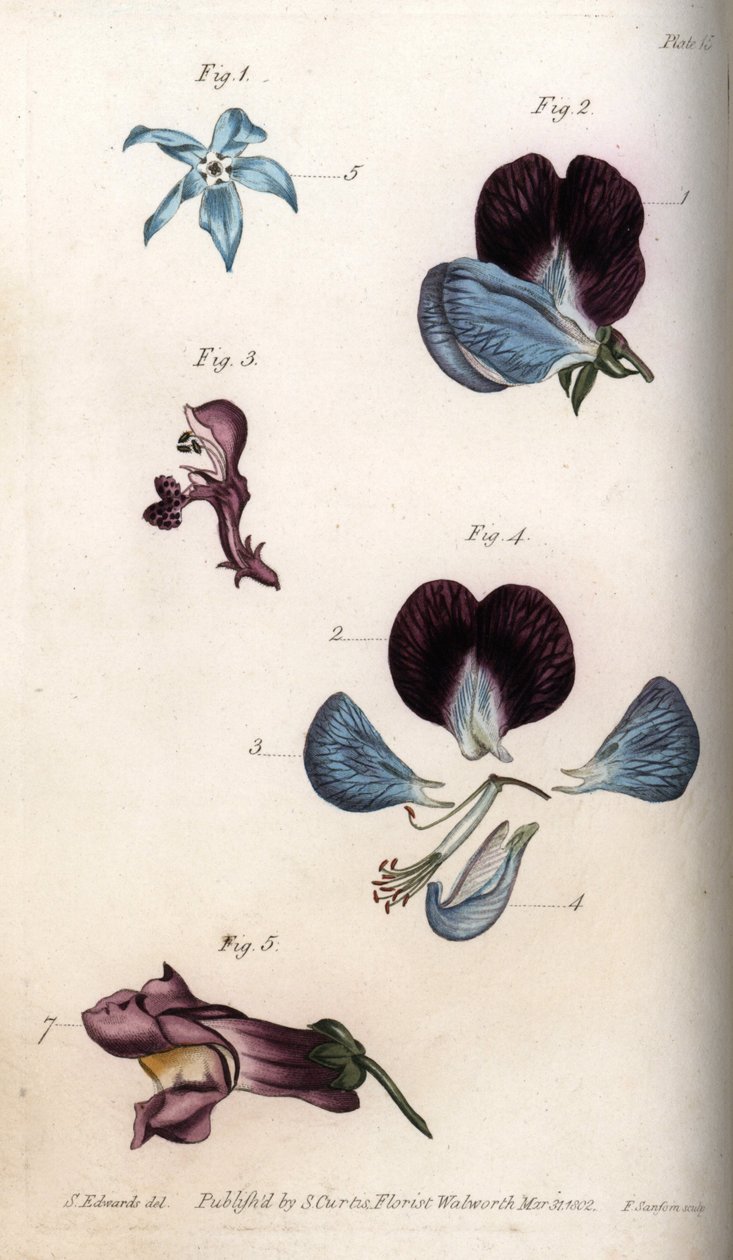 Floraison de bourrache officinale et pois (légumineuses). Gravure sur cuivre coloriée, illustration de Sydenham Edwards (1768-1819) pour les conférences de botanique, jardin botanique de Lambeth (Angleterre) - Sydenham Teast Edwards