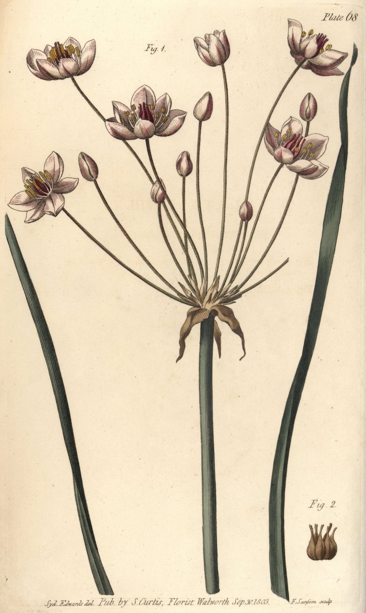 Butome en ombelle, Butomus umbellatus, Hexagynia, fleur hermaphrodite 1 et pistils 2 - Sydenham Teast Edwards