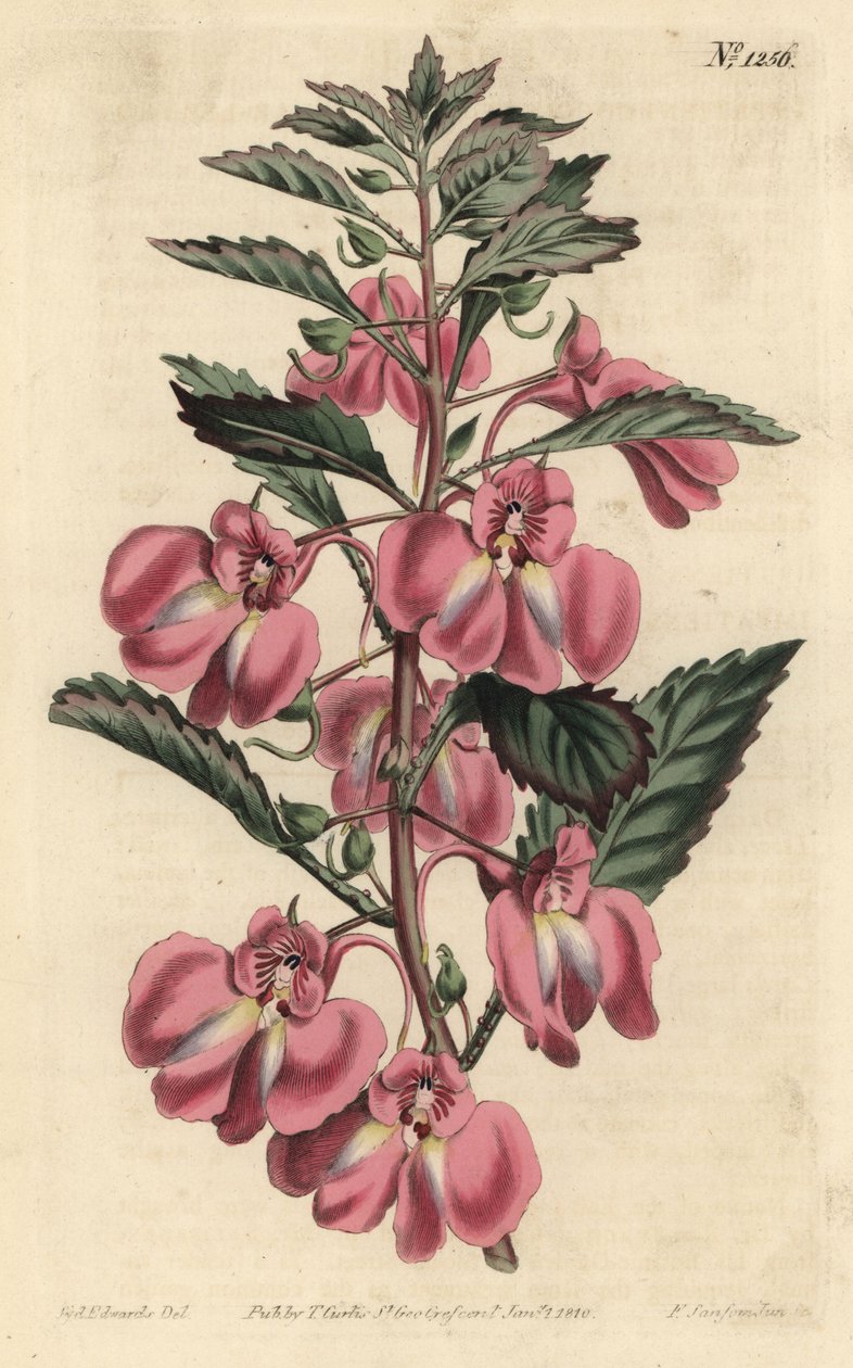 Balsamine de jardin - Sydenham Teast Edwards