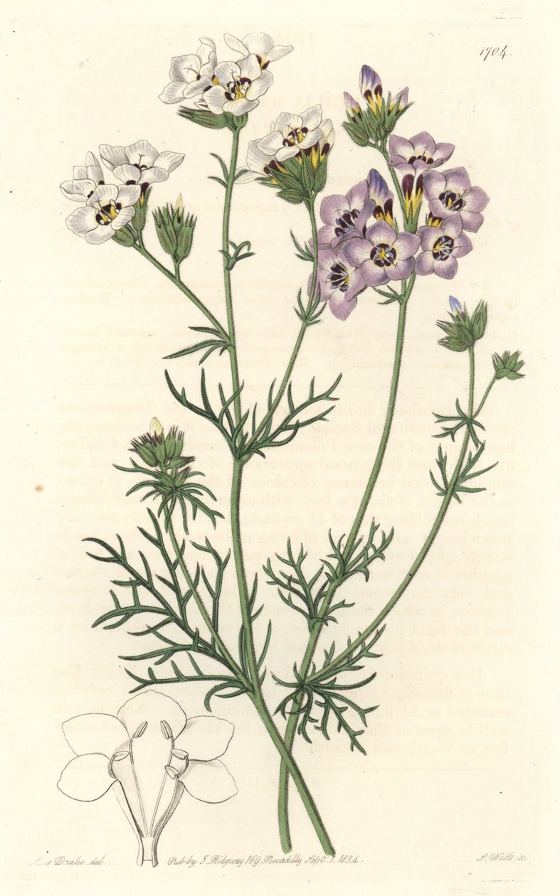 Gilia tricolor, variétés blanches et violettes, originaire de Californie - Gravure de S. Watts d