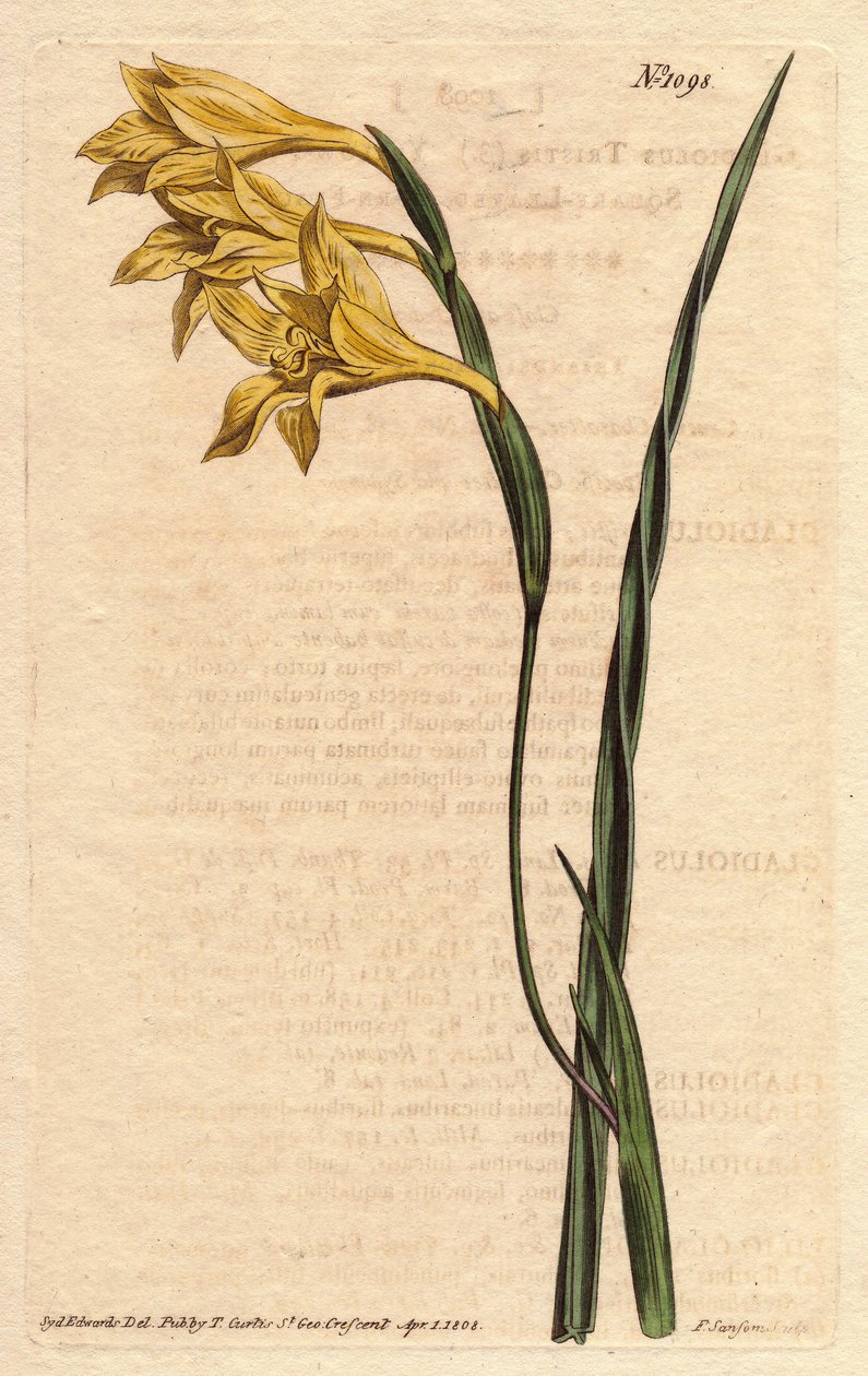 Glaïeul à fleurs jaunes en épis et feuilles en forme d