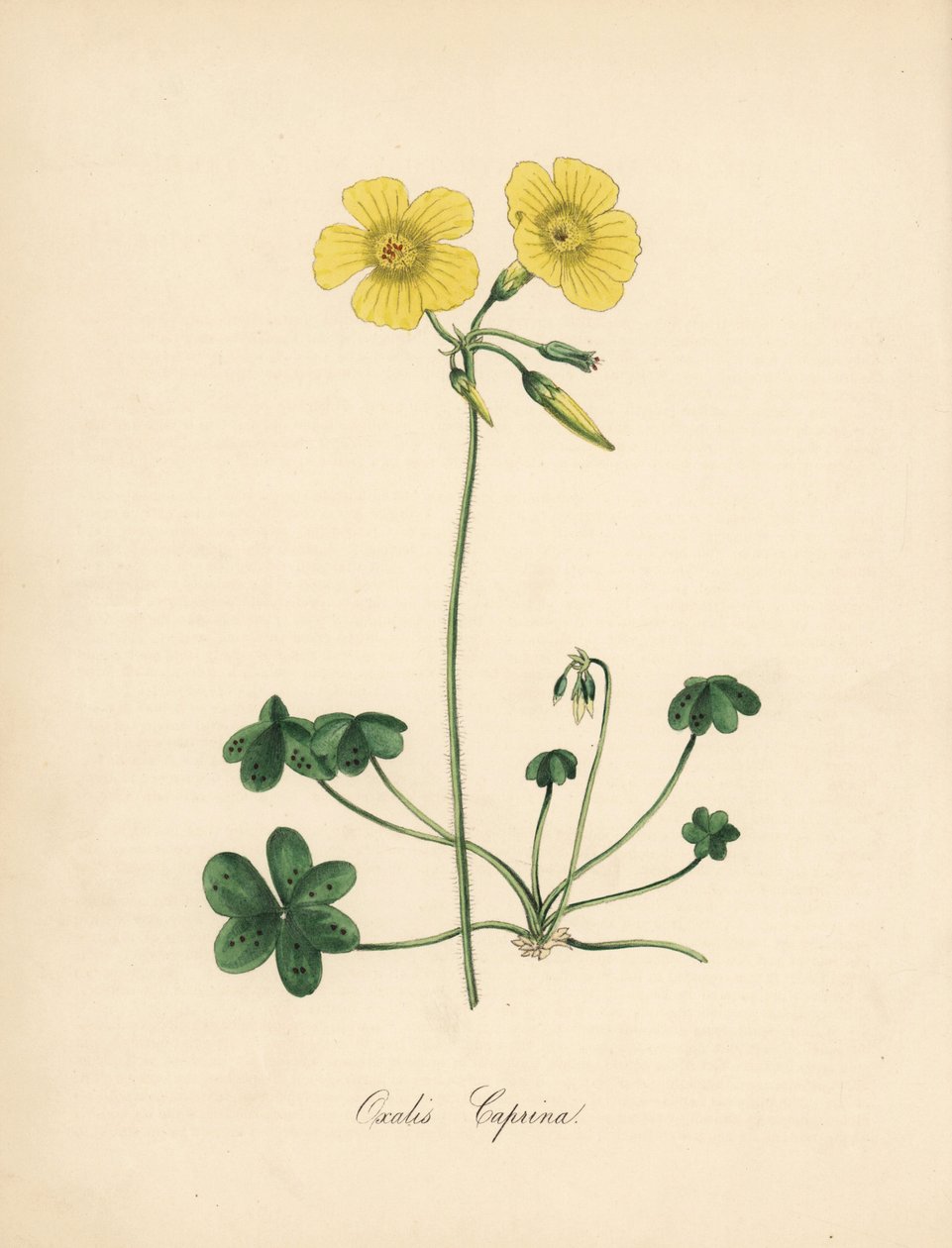 Oxalis caprina (illustration de Sydenham Edwards, lithographie de C. Chabot) - Sydenham Teast Edwards