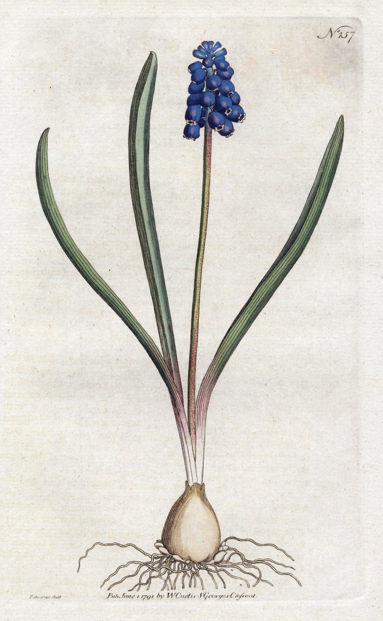 Muscari - Lithographie de Sydenham Edwards, planche du Botanical Magazine de William Curtis - Sydenham Teast Edwards
