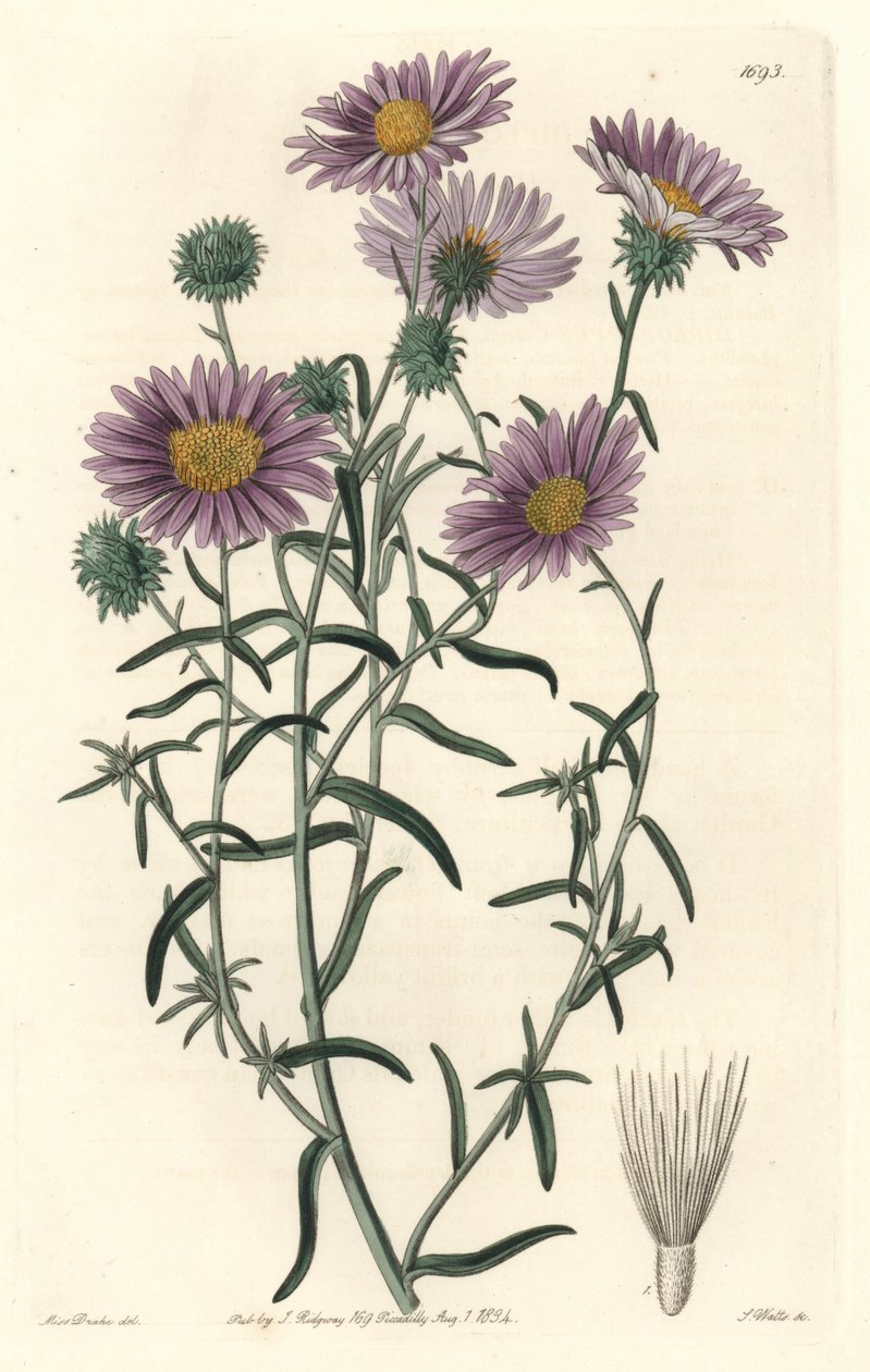 Aster gris, originaire de Californie - du Botanical Register - Sydenham Teast Edwards