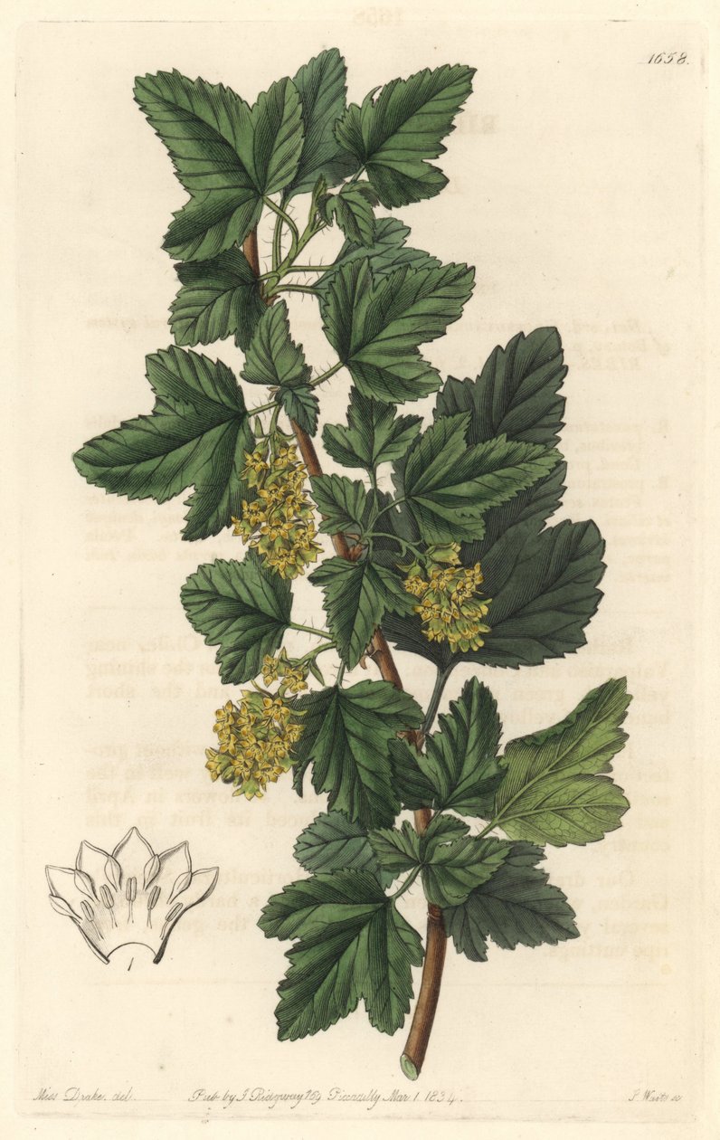 Groseillier de Sibérie - Sydenham Teast Edwards