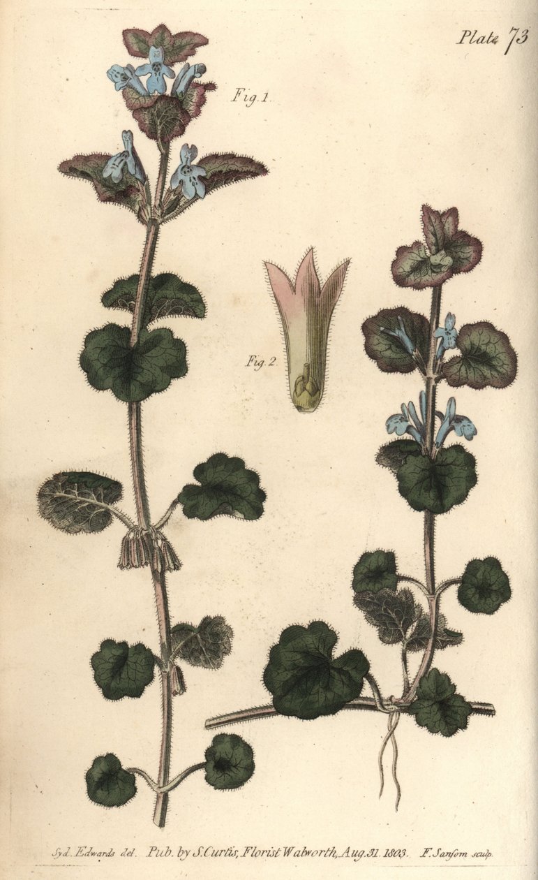 Lierre terrestre, Glechoma hederacea, Gymnospermia. Gravure sur cuivre coloriée à la main par F. Sansom d