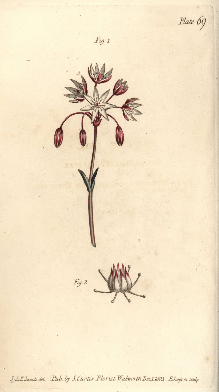 Fleur hermaphrodite à sept pistils, Heptagynia, Septas capensis - Sydenham Teast Edwards