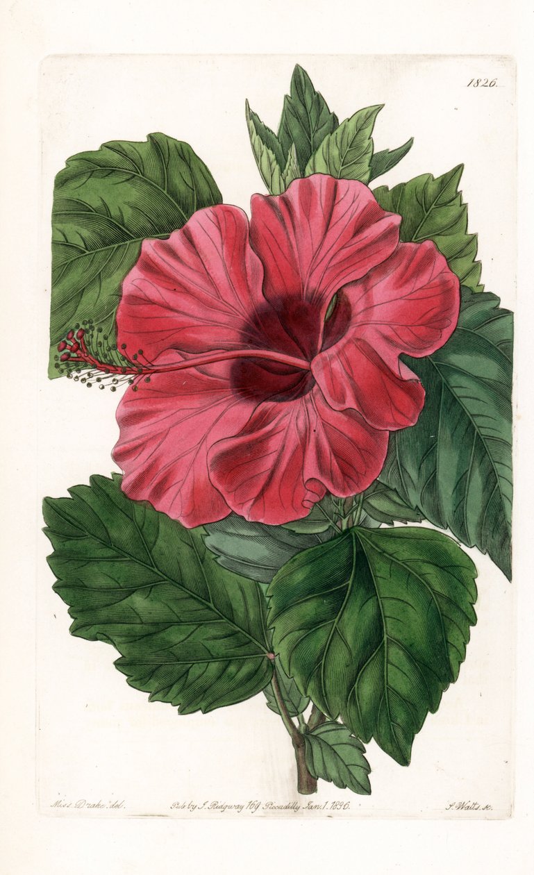 Hibiscus rose de Chine - du Botanical Register de Sydenham Edwards - Sydenham Teast Edwards