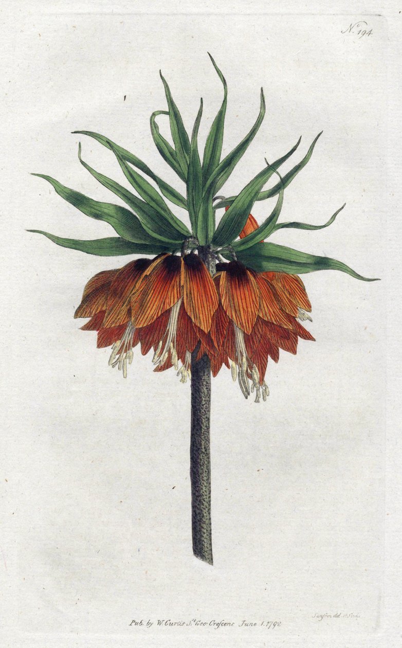 Fritillaire impériale (lithographie de Sydenham Edwards, Botanical Magazine de William Curtis) - Sydenham Teast Edwards