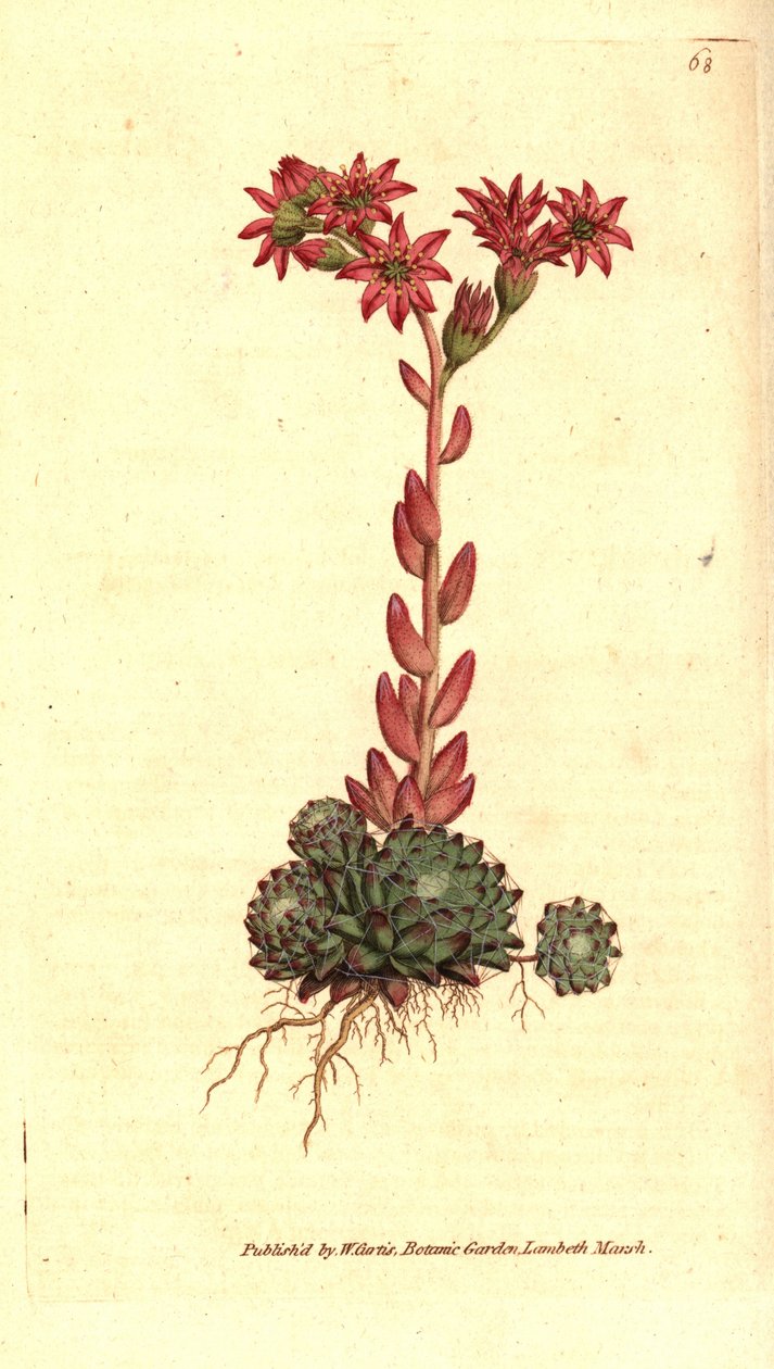 Joubarbe à toile d