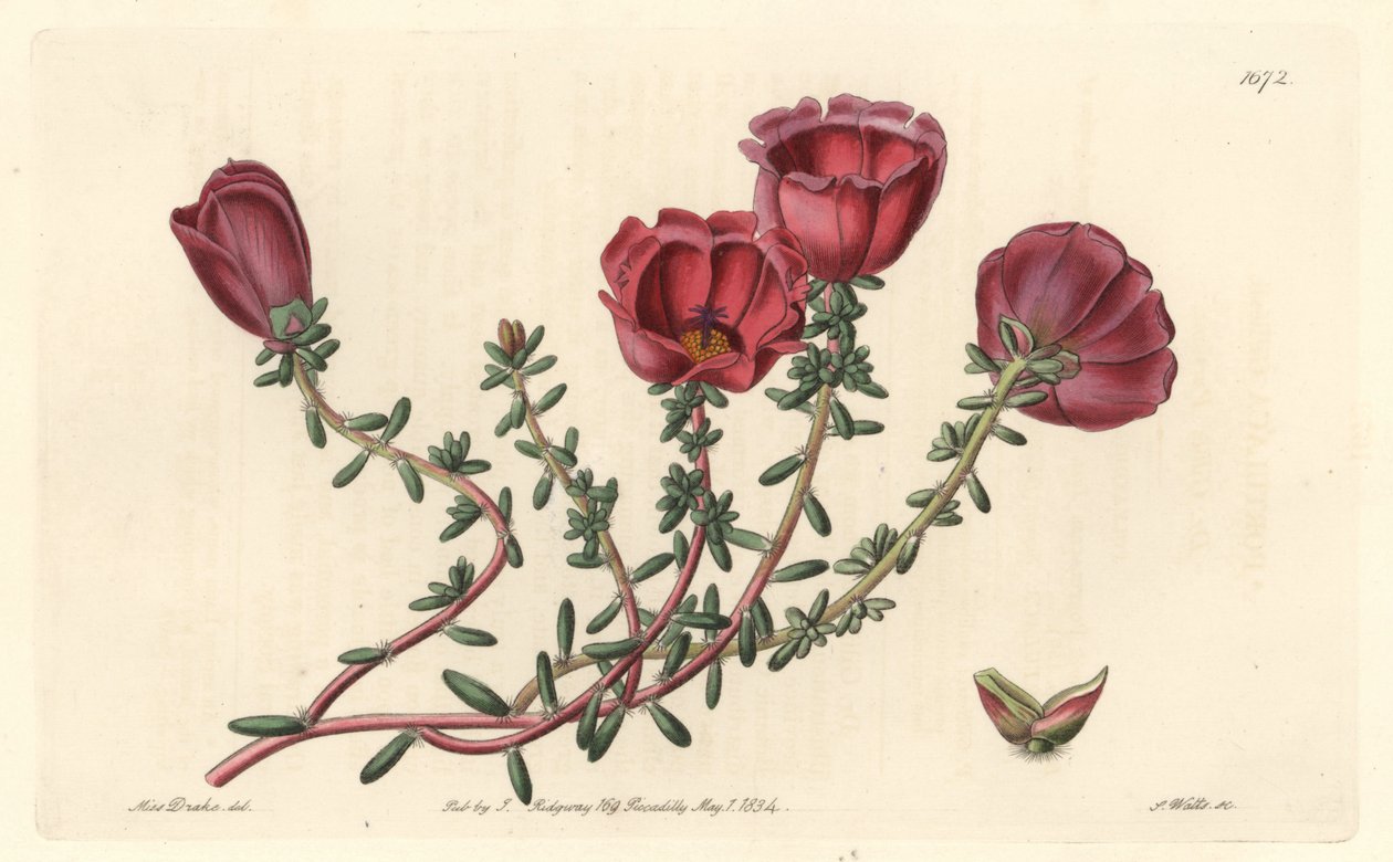 Pourpier à grandes fleurs ou chevalier de onze heures, originaire du Chili - Eau-forte par S. Watts d