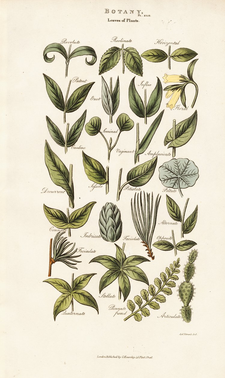 Formes et dispositions des feuilles - Sydenham Teast Edwards