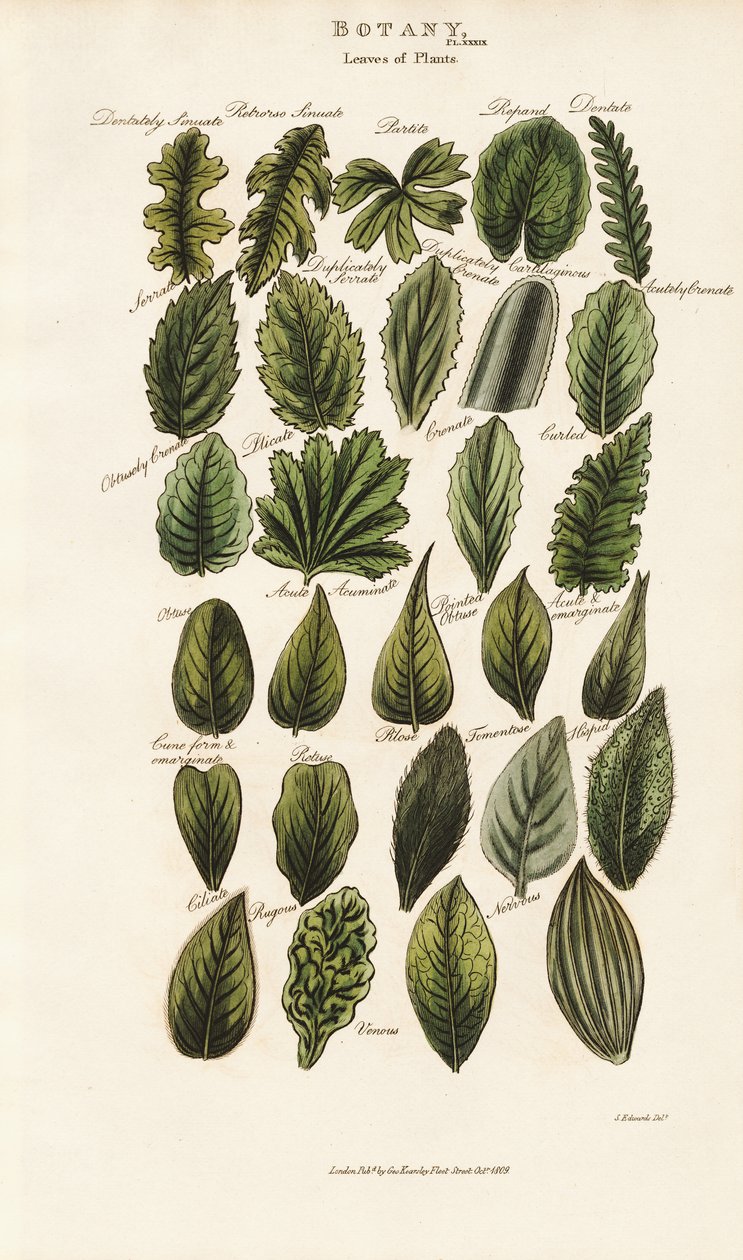 Marges et structures des feuilles en morphologie botanique - Sydenham Teast Edwards