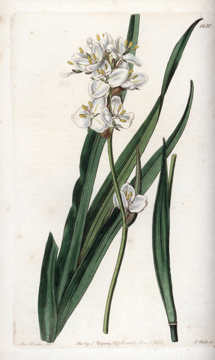 Libertia, endémique du Chili - Sydenham Teast Edwards