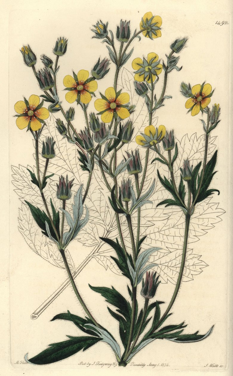 Variété de potentille à longues feuilles - Potentilla longifolia - Sydenham Teast Edwards