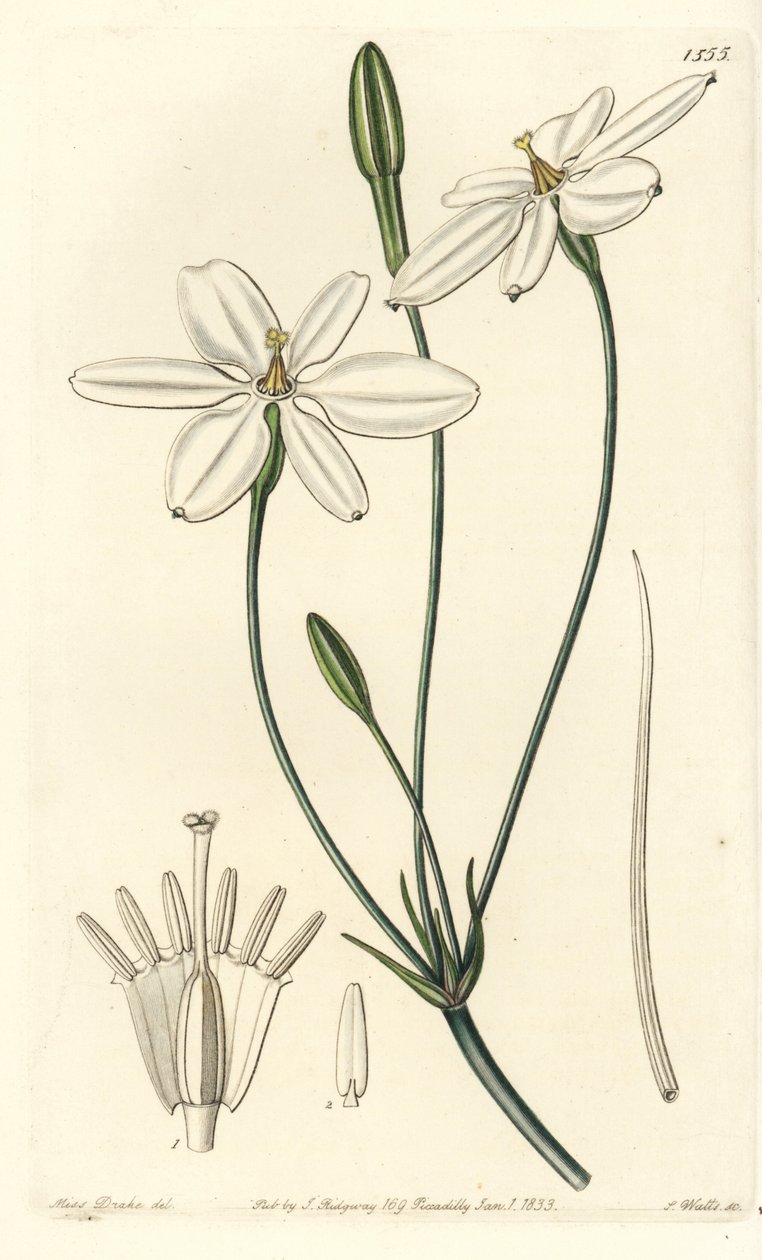 Étoile mexicaine - Sydenham Teast Edwards