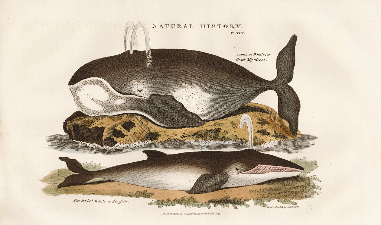 Baleines de l