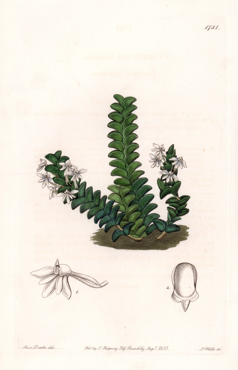 Orchidée : variété d