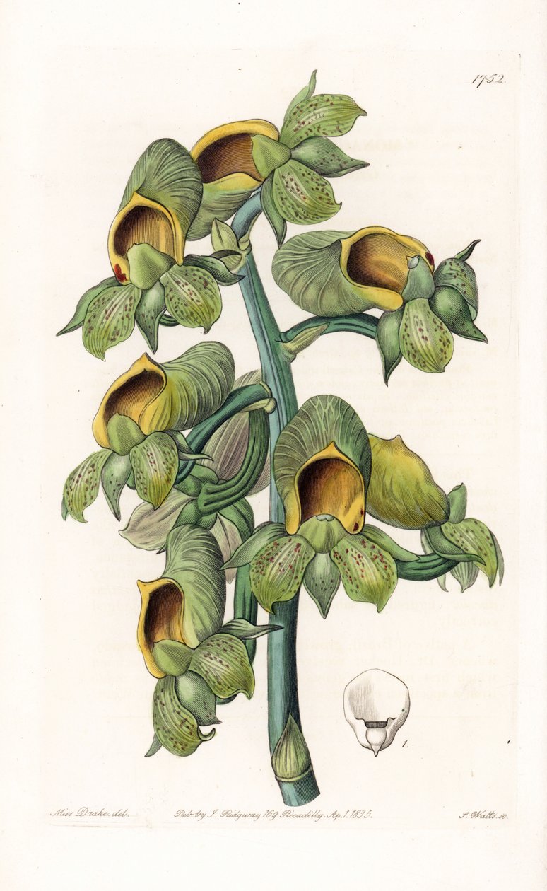 Orchidée : variété de Catasetum, originaire du Brésil - Sydenham Teast Edwards