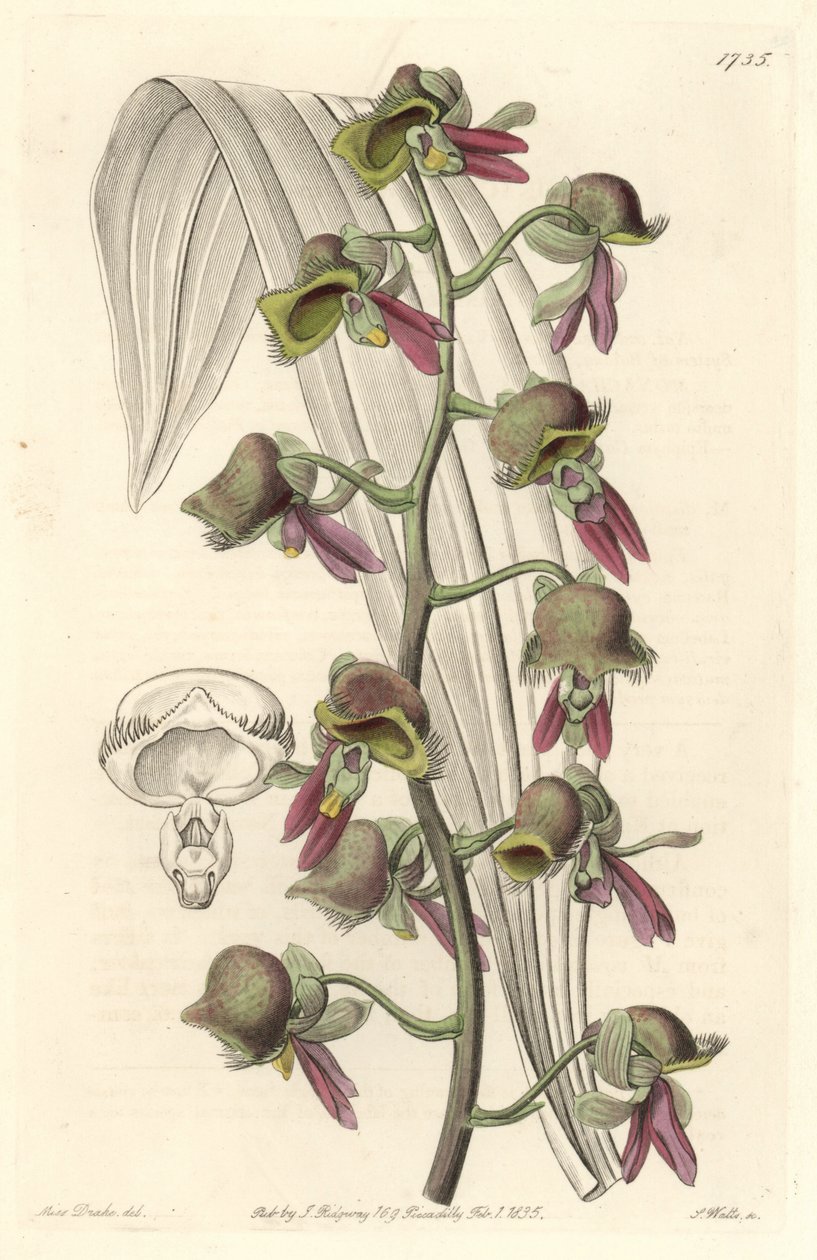 Orchidée Catasetum, fleurs bicolores, originaire de Guyane - du Botanical Register - Sydenham Teast Edwards