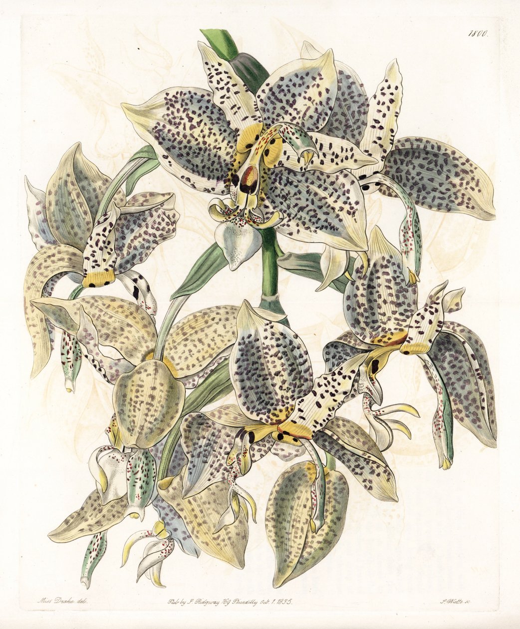 Orchidée : variété de Stanhopea, néotropicale - Planche gravée par S. Watts, d