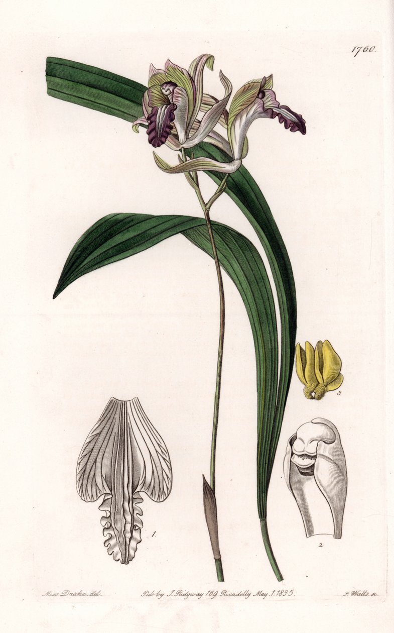 Orchidée : variété de Bletia d