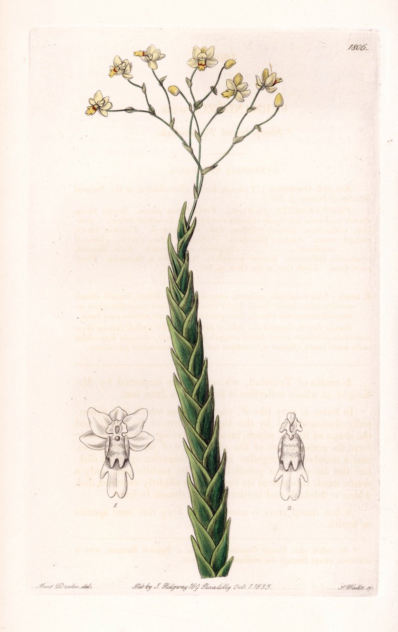 Orchidée : variété exotique de Lockhartia - Gravure par S. Watts d