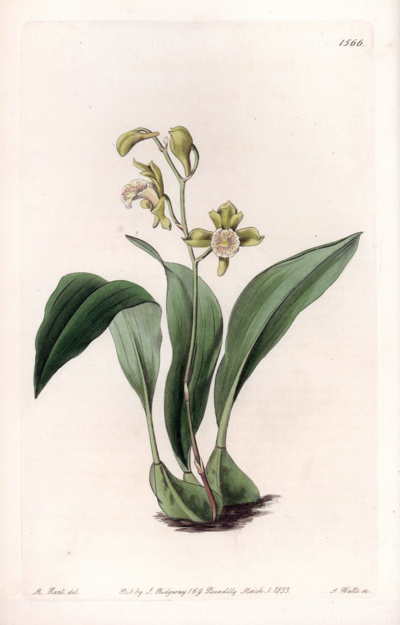 Orchidée : maxillaire en grappes - du Botanical Register de Sydenham Edwards - Sydenham Teast Edwards