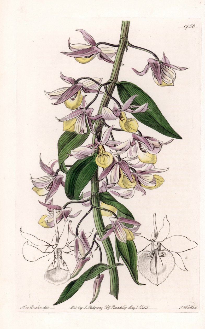 Orchidée : variété de Dendrobium, originaire d