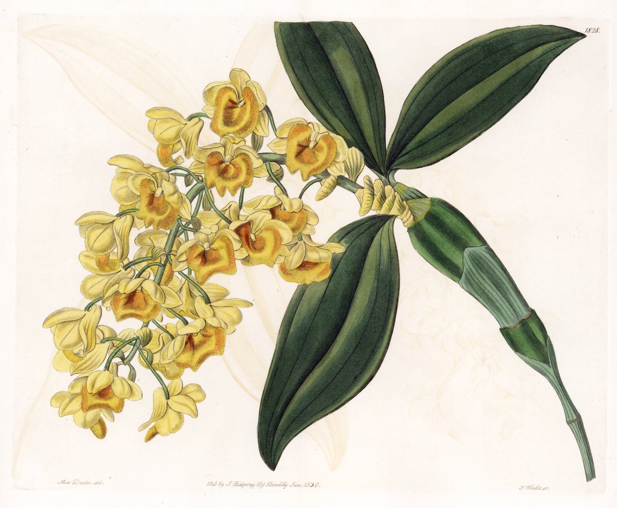 Orchidée : variété de dendrobium - Gravure par S. Watts d