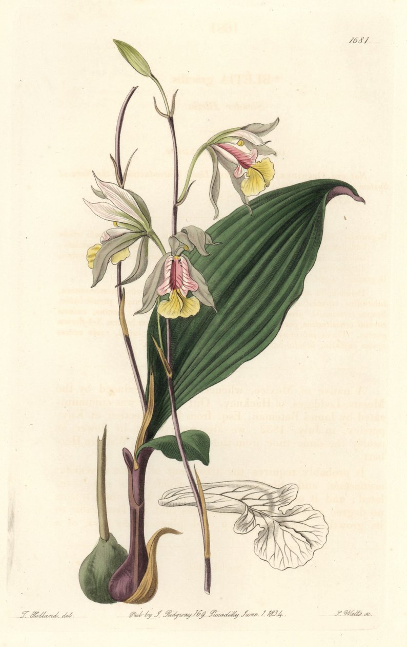 Orchidée, Bletia américaine - du Botanical Register - Sydenham Teast Edwards