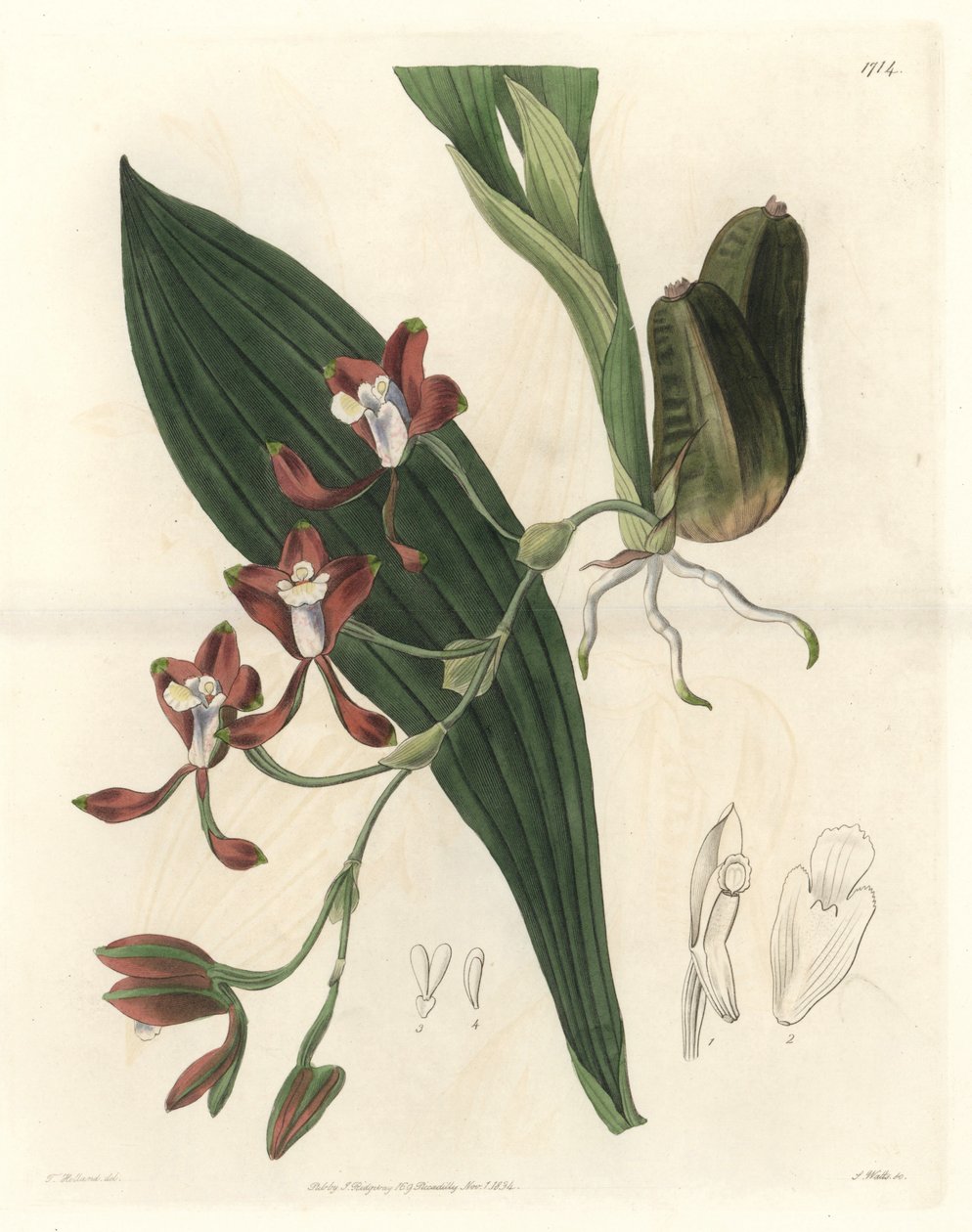 Orchidée Batemannia, originaire de Guyane - Gravure par S. Watts d