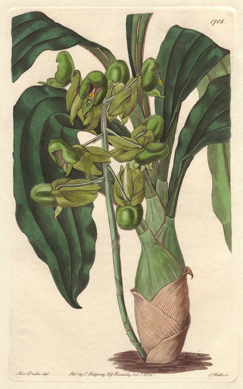 Orchidée Catasetum, originaire du Brésil - Gravure de S. Watts d