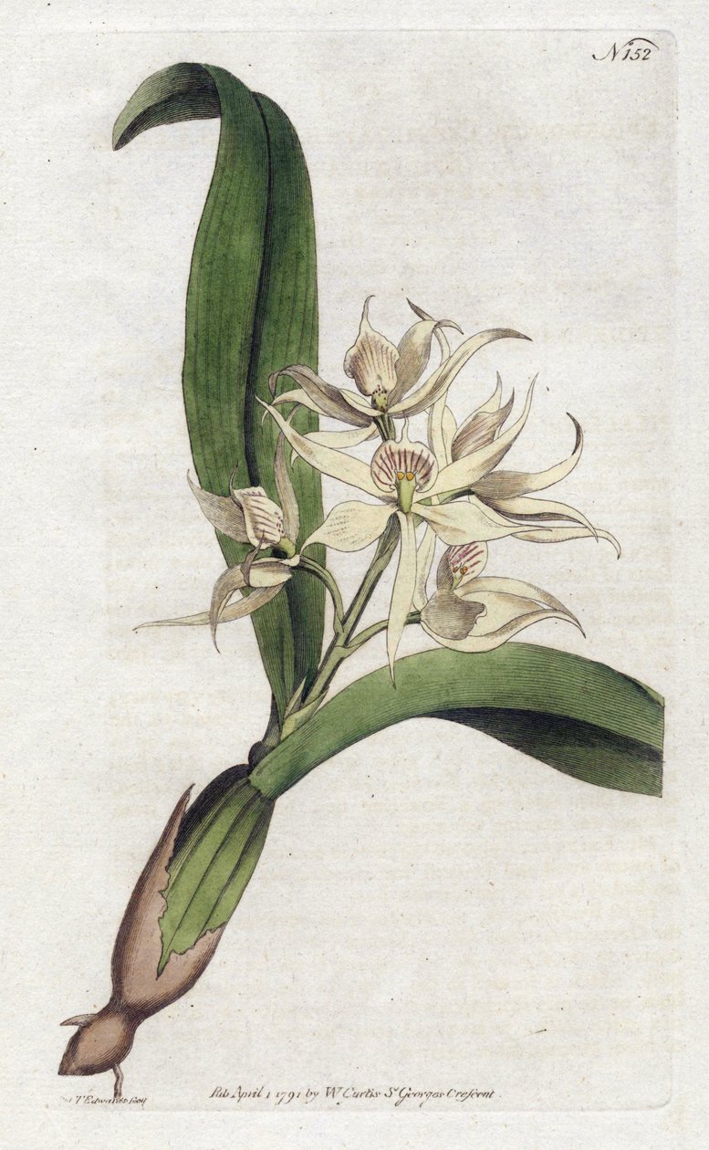Orchidée epidendrum fragfumée - Sydenham Teast Edwards