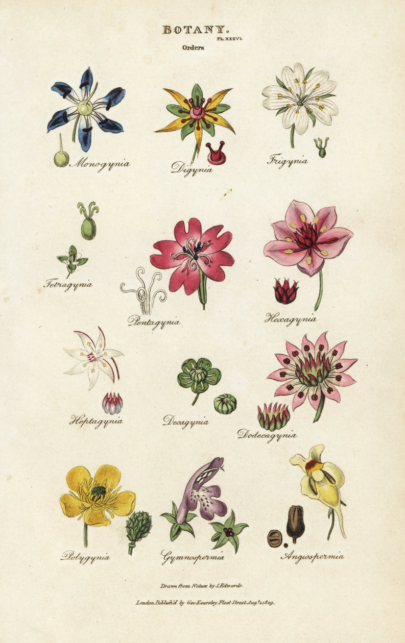Ordres de fleurs : Monogynia, Digynia, Trigynia, Pentagynia, etc. - Sydenham Teast Edwards