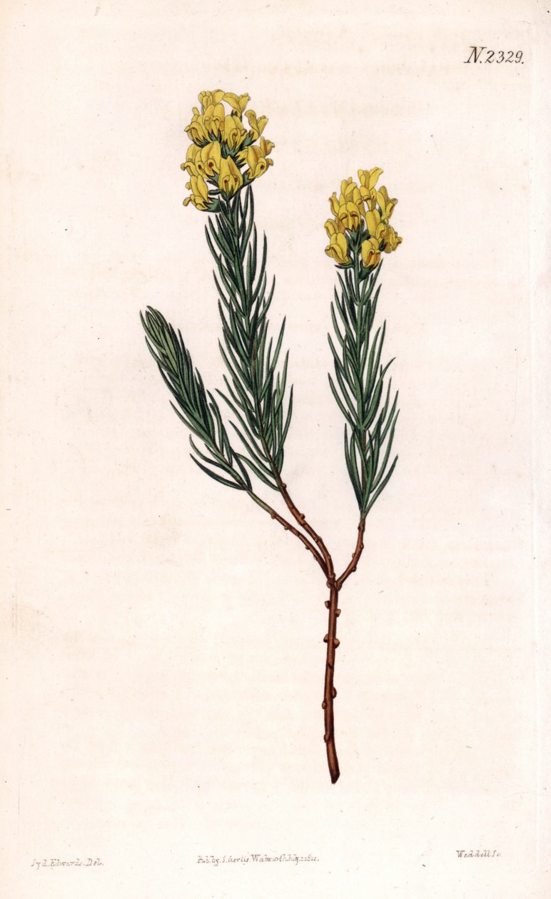 Aspalathus à épis ovales - Sydenham Teast Edwards