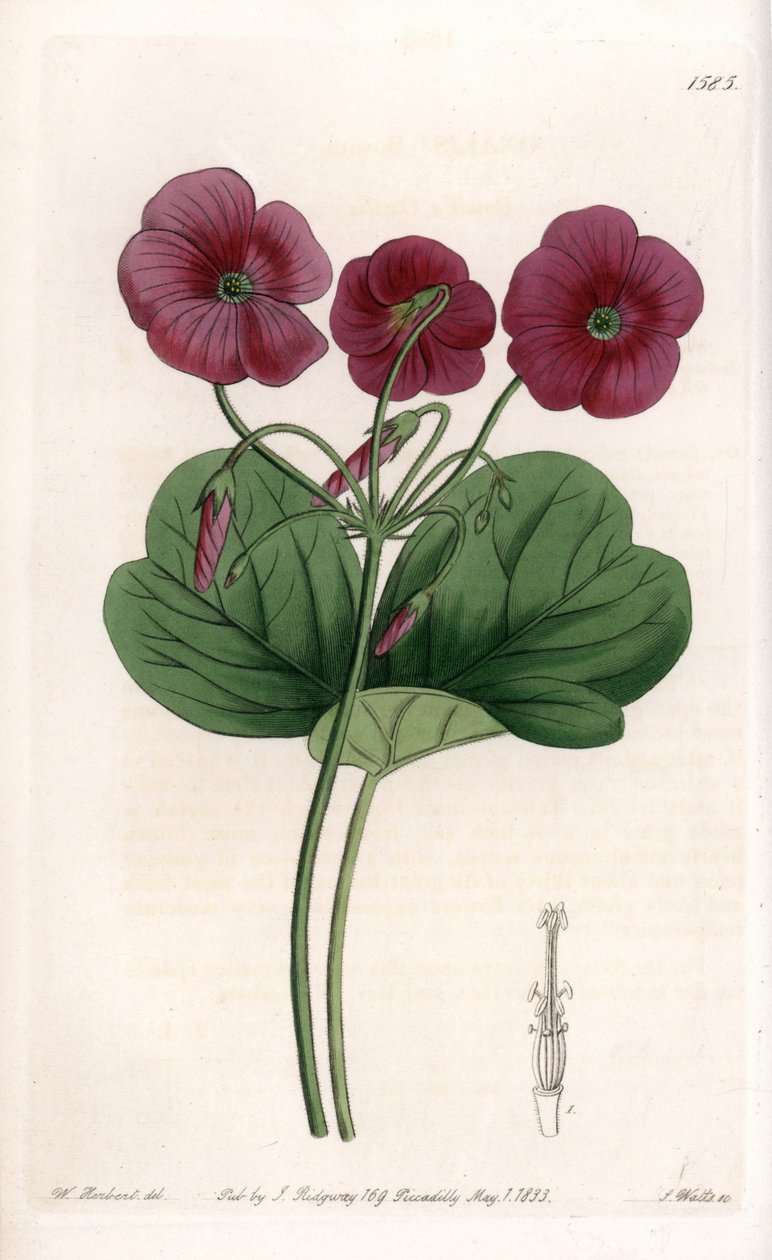 Oxalis de Bowie - Gravure de S. Watts, d