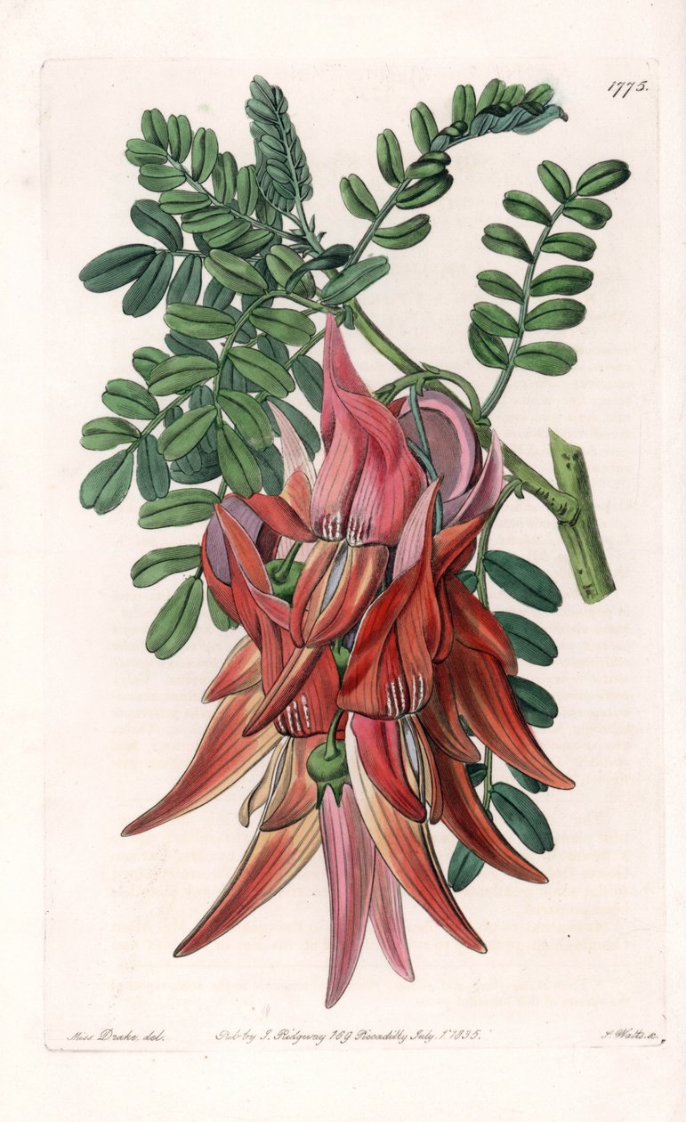Bec de perroquet - Gravure par S. Watts d